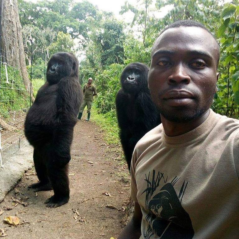 image Gorilles selfie congo insolite