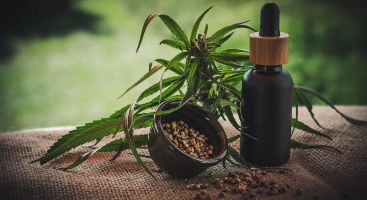 cbd représenté en plante