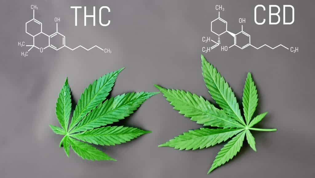 Le CBD opposé au THC